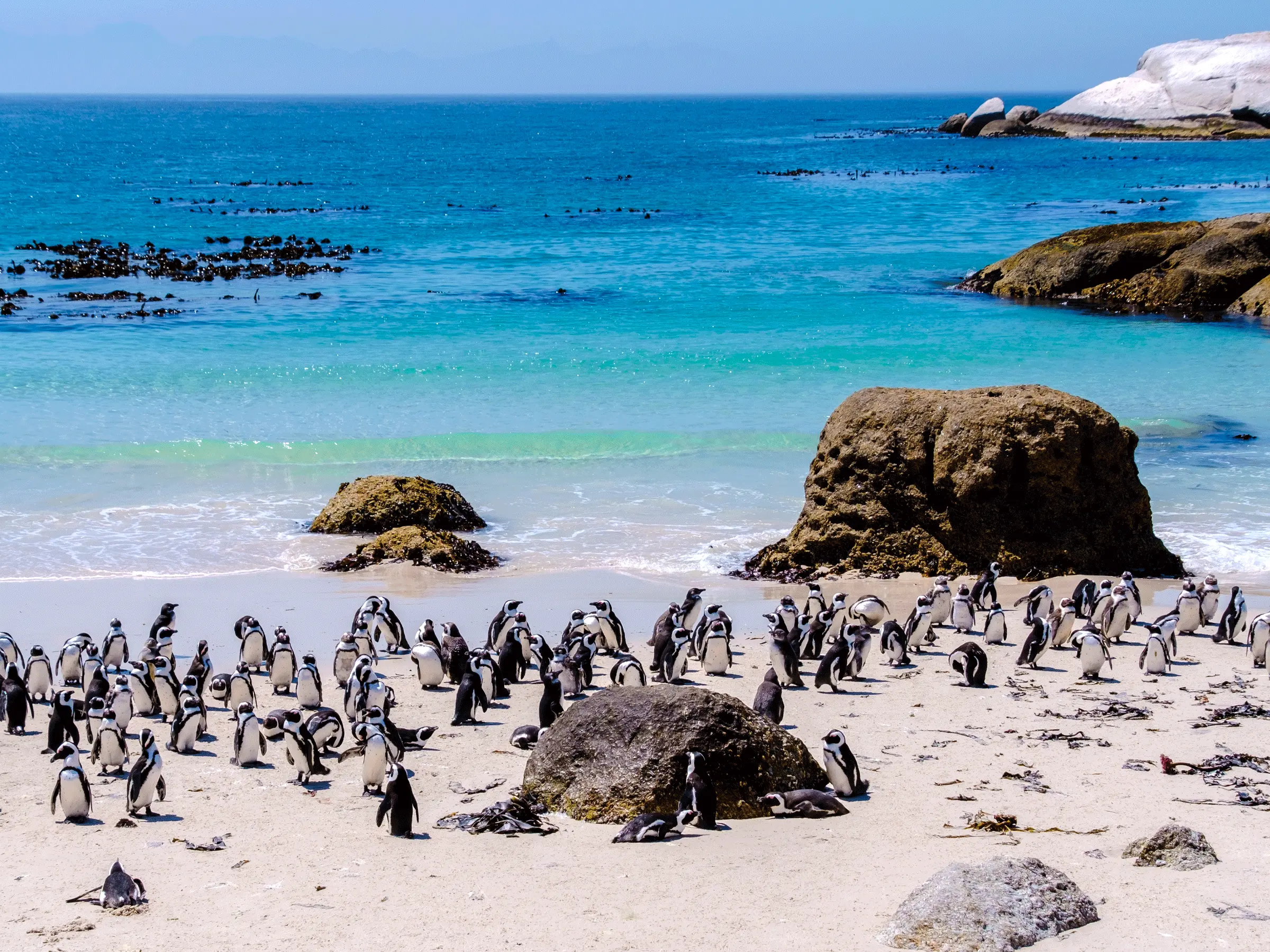 Boulders Beach, Voted One Of The World's Best Beaches