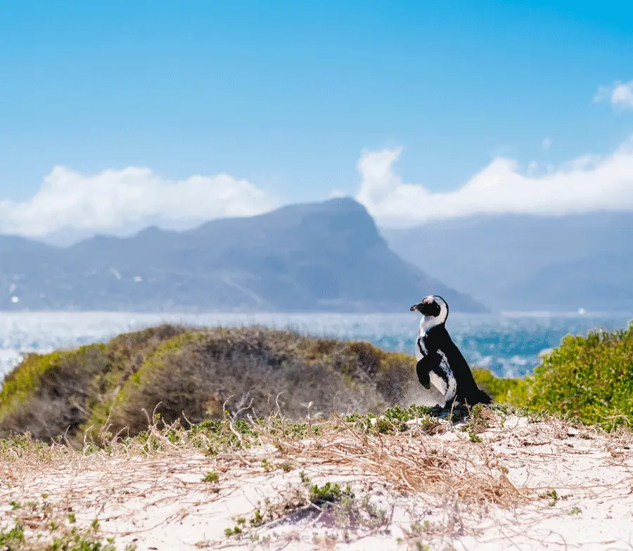 Boulders Beach, Voted One Of The World's Best Beaches