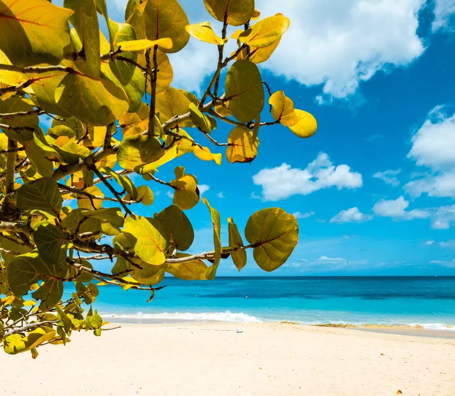 Grand Anse, Voted One Of The World's Best Beaches